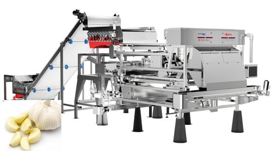 qualidade  Precise Removal Garlic Color Sorter Processing Equipment Belt Type 1.0-1.5 t/h fábrica